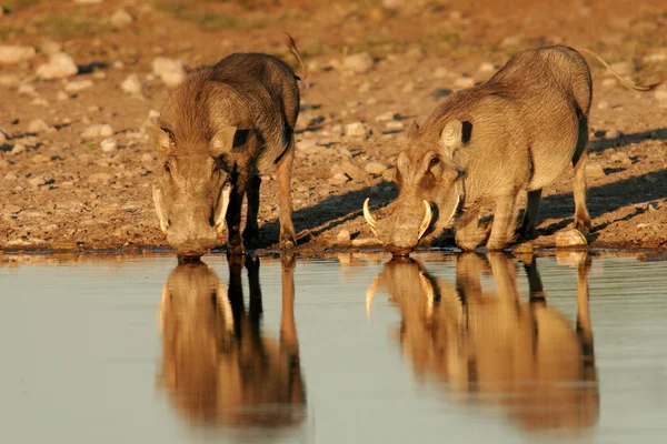 Warthogs drinking — Stock Photo, Image