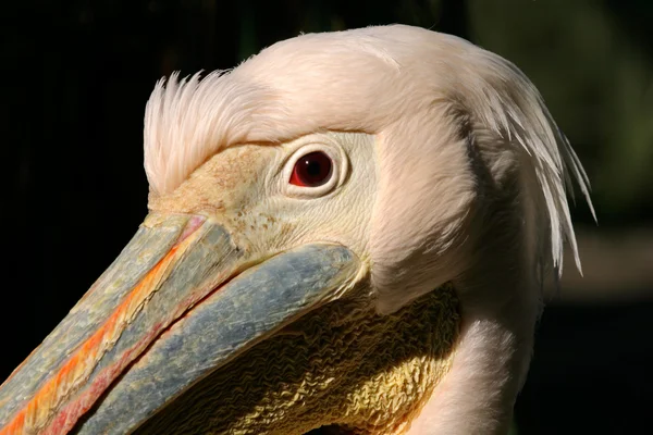 Portret biały Pelikan — Zdjęcie stockowe