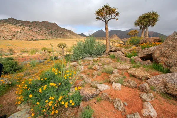 Wild flower landschap — Stockfoto