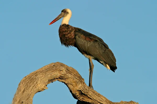 Ullig necked stork — Stockfoto