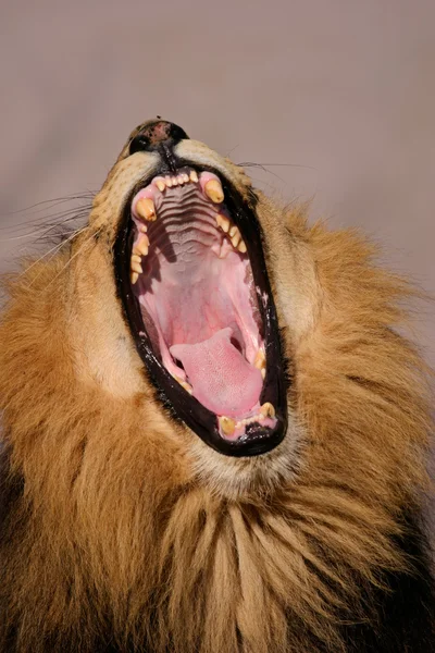 León africano macho bostezante —  Fotos de Stock
