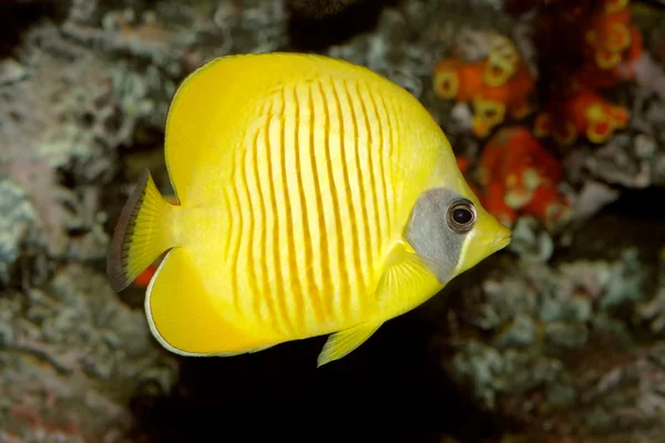 Yellow butterflyfish — Stock Photo, Image