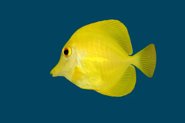 Pescado amarillo sobre azul — Foto de Stock