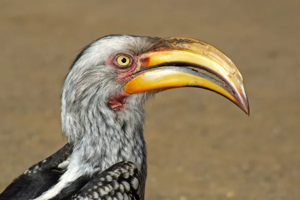 Yellow-billed hornbill — Stock Photo, Image