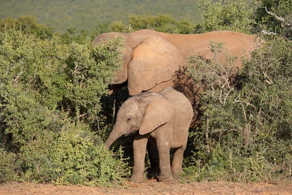 Unga afrikanska elefanten — Stockfoto