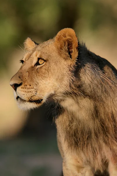 Νέοι αφρικανικό λιοντάρι — Φωτογραφία Αρχείου