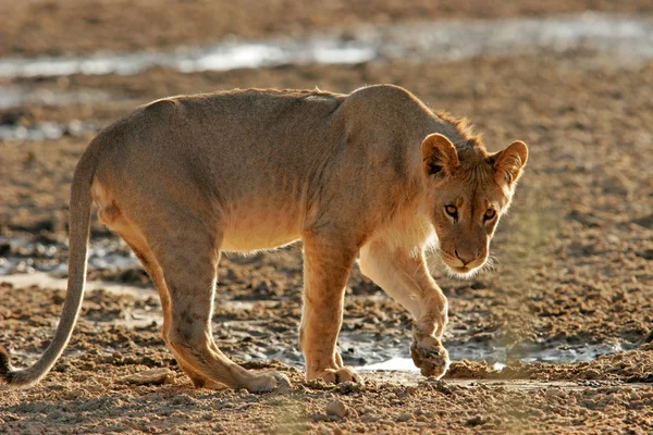 Νέοι αφρικανικό λιοντάρι — Φωτογραφία Αρχείου