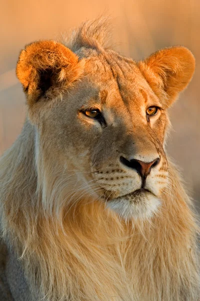Mladý Lví samec — Stock fotografie