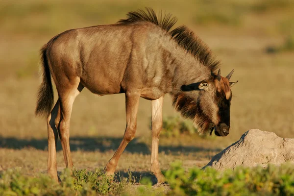 Young wildebeest — Stock Photo, Image