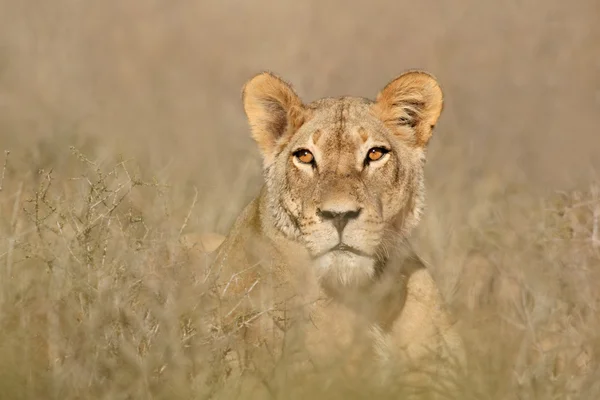 Portret Lwa afrykańskiego — Zdjęcie stockowe