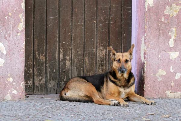 Stray street dog — Stock Photo, Image
