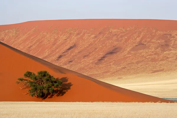 Dune, tree and grass — Stock Photo, Image