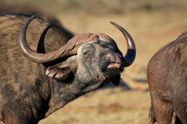 African buffalo — Stock Photo, Image
