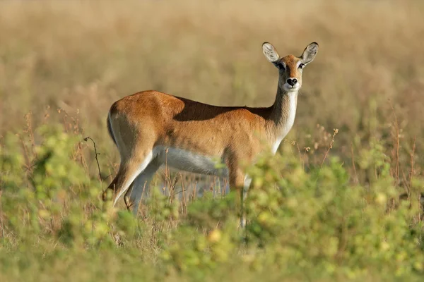Rode Litschiewaterbok antelope — Stockfoto
