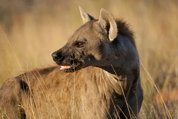Retrato de hiena manchada —  Fotos de Stock