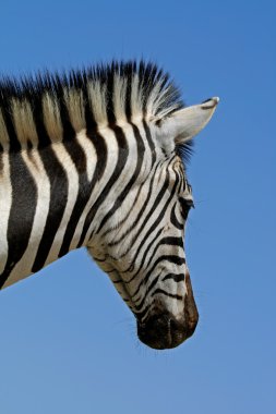 ovalar zebra portre