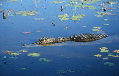 Saltwater crocodile clipart