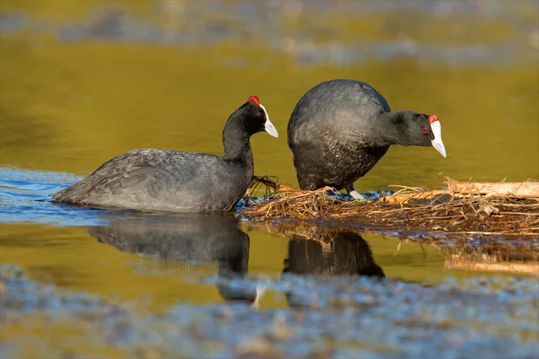 Redknobbed coots — Stock Photo, Image