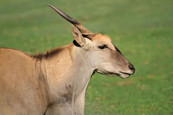 stock image Eland antelope