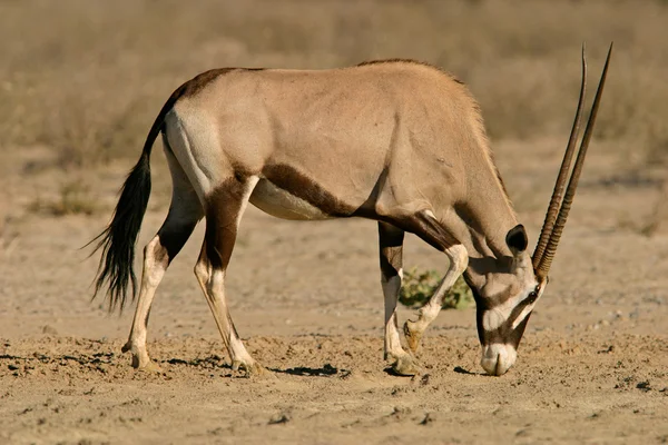Gemsbok антилопи — стокове фото