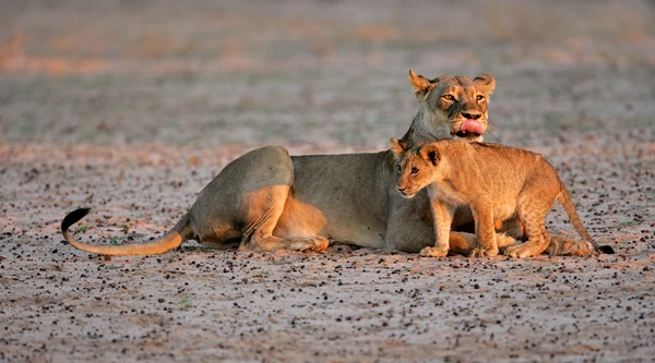 Lioness with cub — Stock Photo, Image