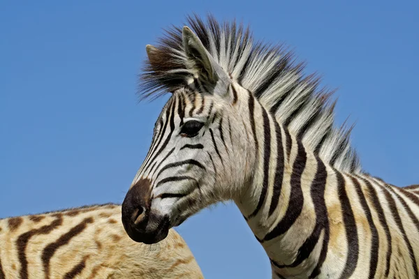 Plains zebra portret — Stockfoto