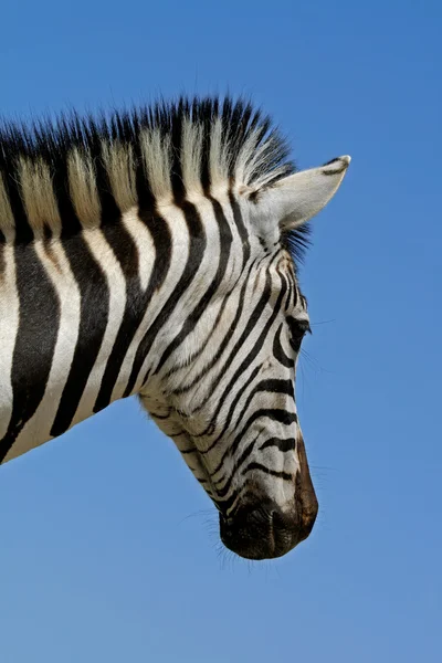 Alföldi zebra portré — Stock Fotó