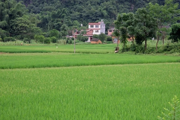 Китайские рисовые поля — стоковое фото