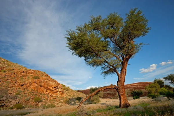 Africký strom krajina — Stock fotografie