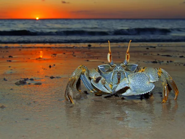 Crabe fantôme au coucher du soleil — Photo