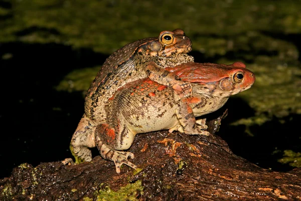 Mating red toads — Stock Photo, Image