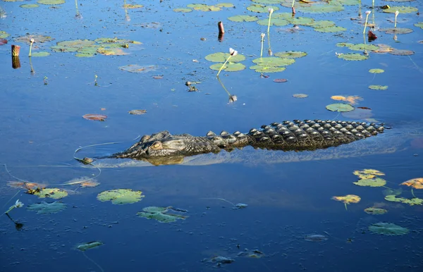 Saltwater crocodile — Stock Photo, Image
