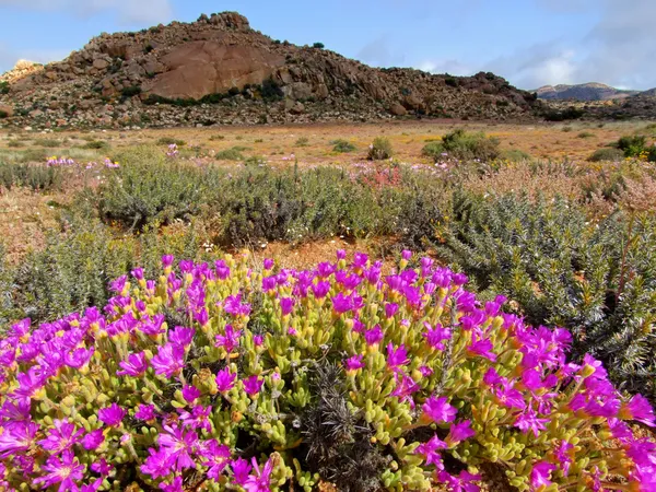 stock image Wild flower landscape