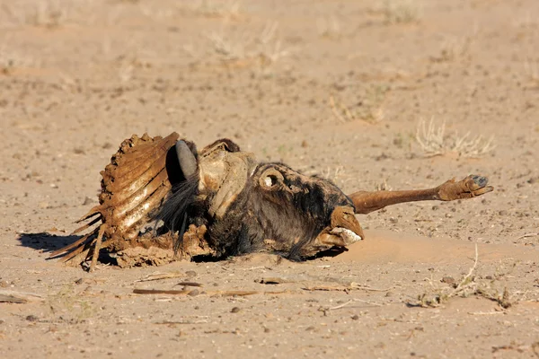 Wildebeest carcass — Fotografie, imagine de stoc