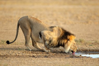 African lion drinking