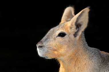 Patagonya mara