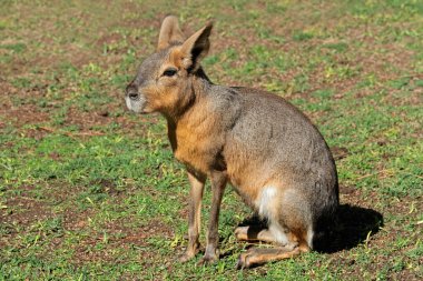 Patagonian mara clipart