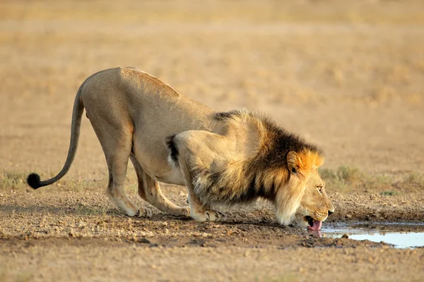 Leone africano che beve — Foto Stock