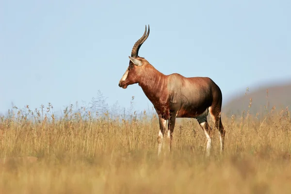 Antilope di Blesbok — Foto Stock