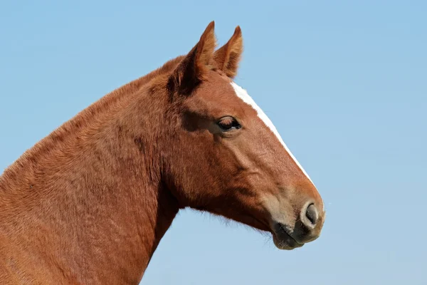 Άλογο πορτρέτο — Φωτογραφία Αρχείου