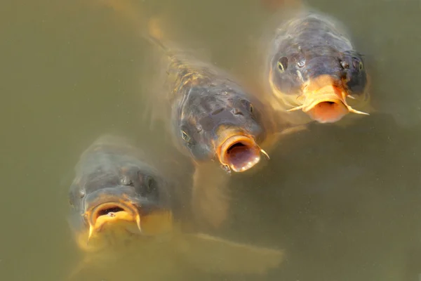 Рыба кои — стоковое фото