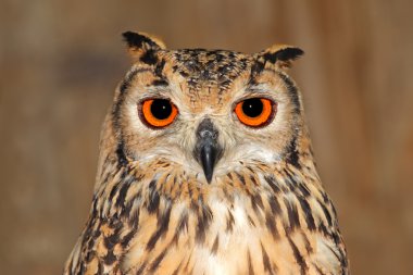 Bengal eagle owl clipart