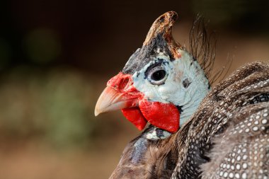 Helmeted guineafowl clipart