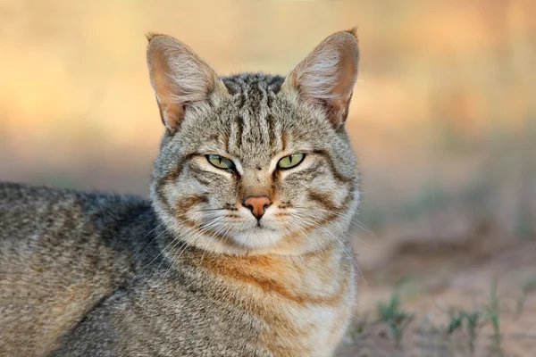 Afrika vahşi kedisi — Stok fotoğraf