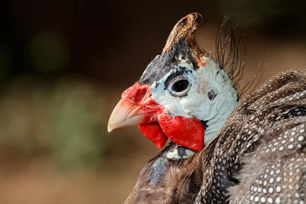 stock image Helmeted guineafowl