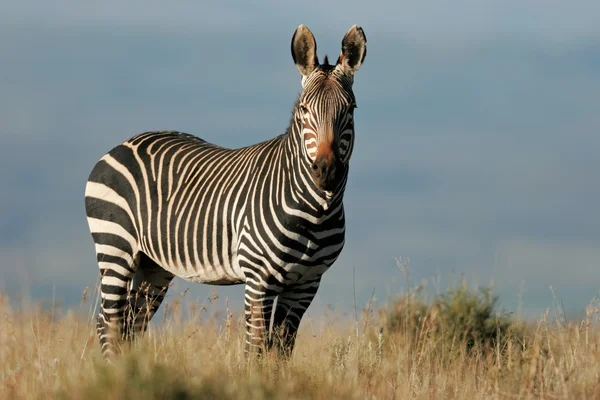 Cape berg zebra — Stockfoto