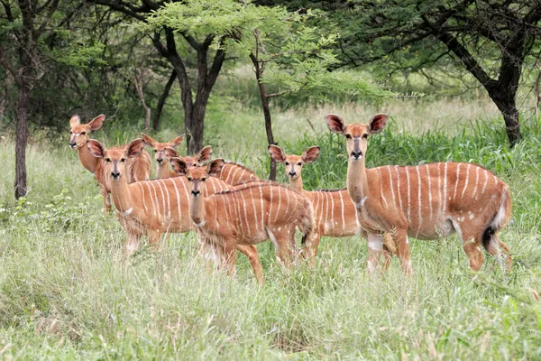 Nyala-Antilopen — Stockfoto