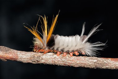 Hairy caterpillar clipart