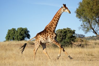 Running giraffe clipart