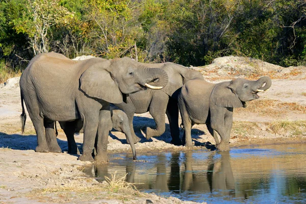 Afrikaanse olifanten op waterhole — Stockfoto